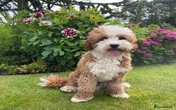 Australian Labradoodle dogs for stud: Australian Labradoodle Stud Dog  - Image 3