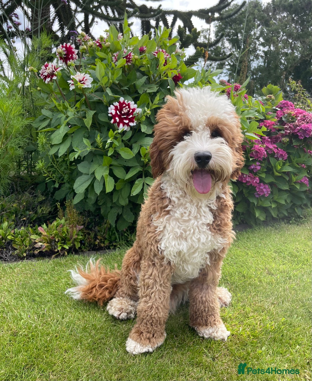 Australian Labradoodle dogs for stud: Australian Labradoodle Stud Dog  - Image 3