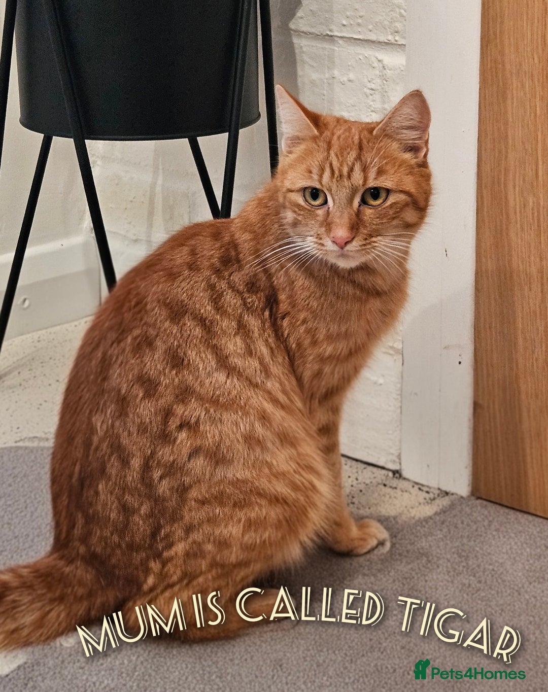 Mixed Breed cats for sale: Kittens for sale  - Advert 5