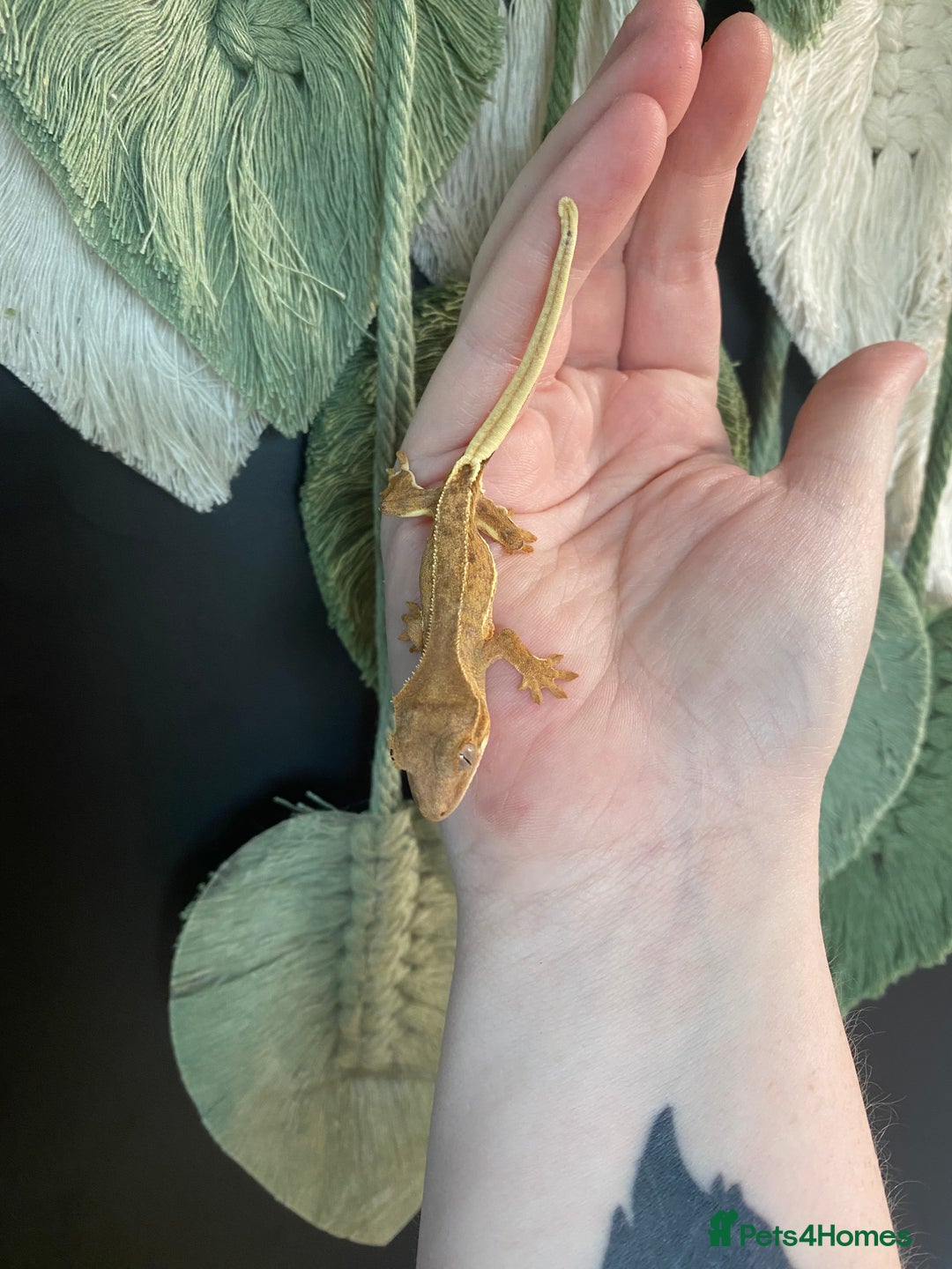 Gecko reptiles for sale: Baby crested geckos, mixed morphs in Wolverhampton - Image 6