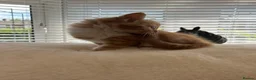 Mixed Breed cats for sale: 5 beautiful kittens  - Advert 18