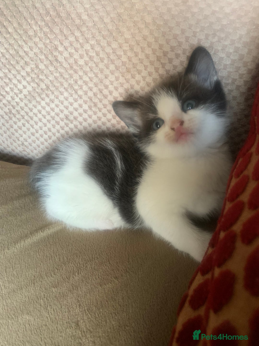 Mixed Breed cats for sale: Part Persian  - Image 12