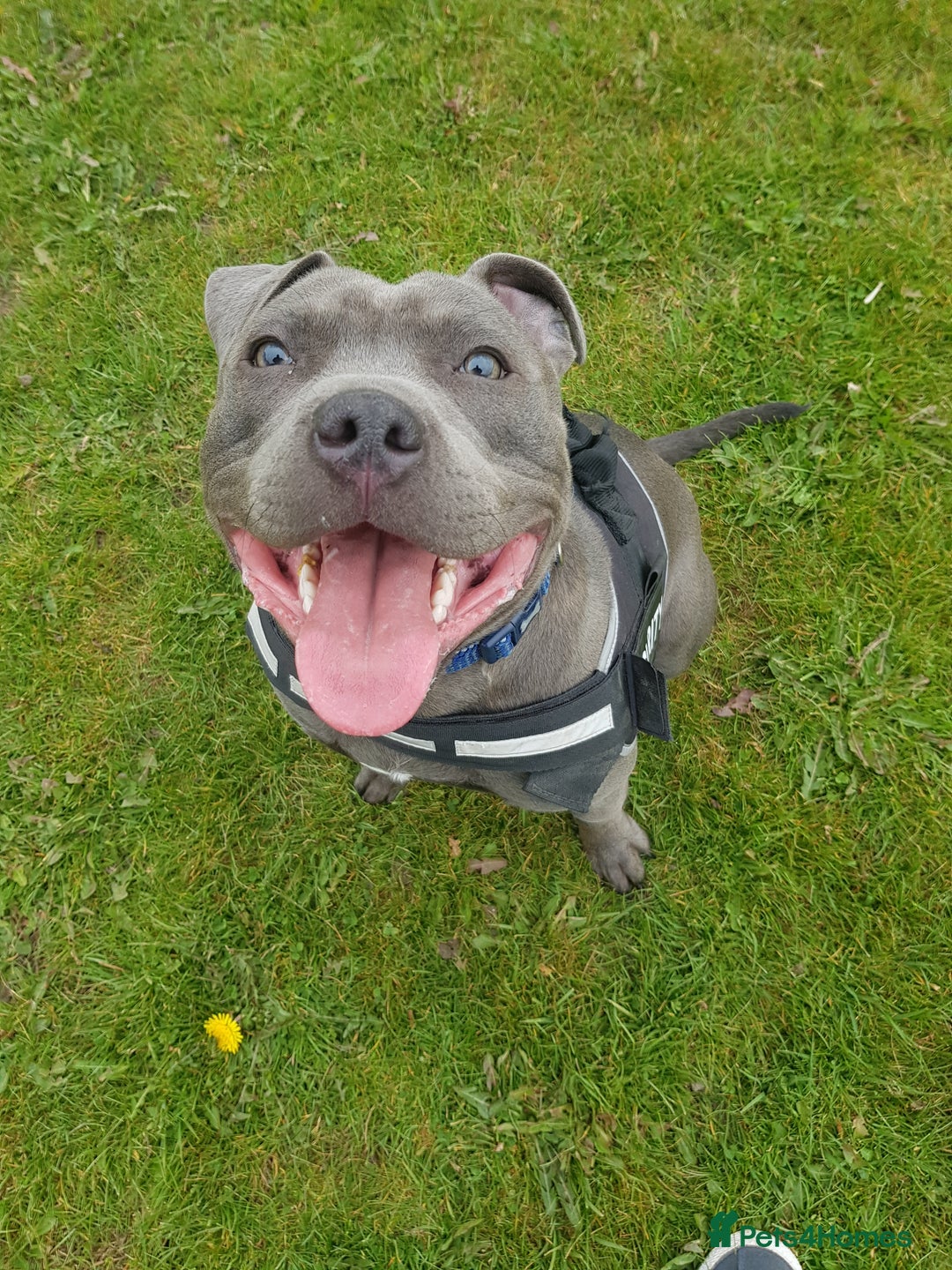 Staffordshire Bull Terrier dogs for stud: Meho stud dog - Advert 19