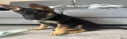 German Shepherd dogs for sale: 13 week old GSD - Advert 2