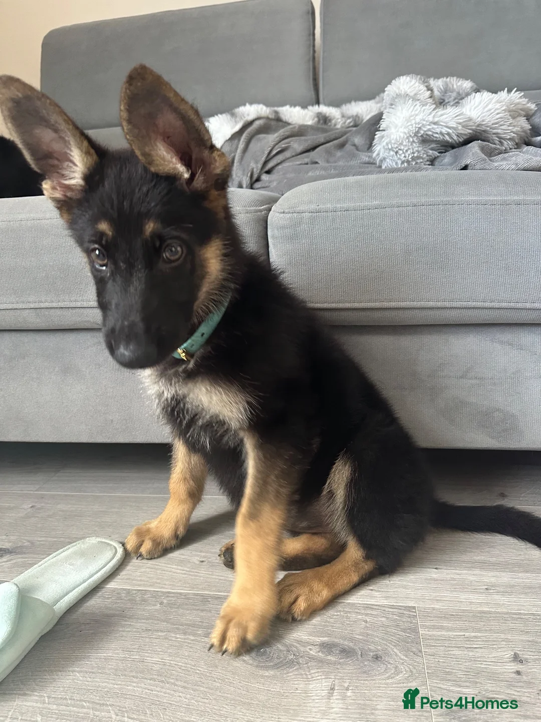 German Shepherd dogs for sale: 13 week old GSD - Advert 2