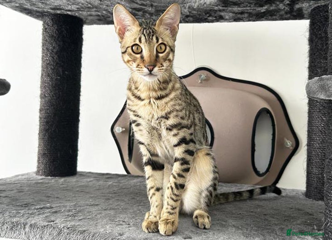 Savannah cats for sale: Three beautiful F5 SBT Savannah sisters - Advert 28