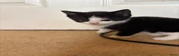 British Shorthair cats for sale: READY TO GO! 1 FEMALE black and white kitten! - Advert 7