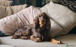 Sprocker dogs for sale: HEALTH TESTED cocker/springer spaniel puppies   - Image 10
