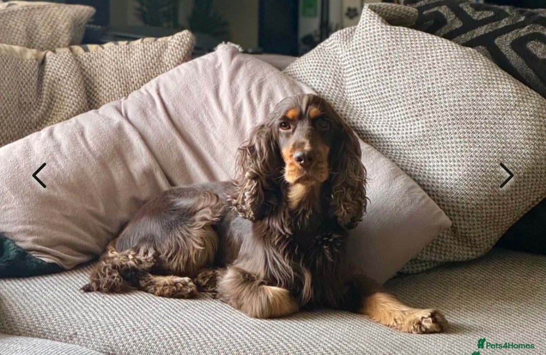 Sprocker dogs for sale: HEALTH TESTED cocker/springer spaniel puppies   - Image 10