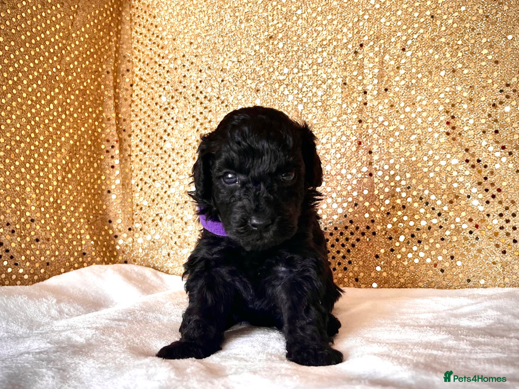 Miniature Poodle dogs 🌟Stunning Mini Poodles🌟CHAMPION LINES, DNA CLEAR - Advert 1