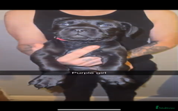 Cane Corso dogs for sale: Cane Corso Puppies - 4 Females & 1 Male, Ready Now - Image 5