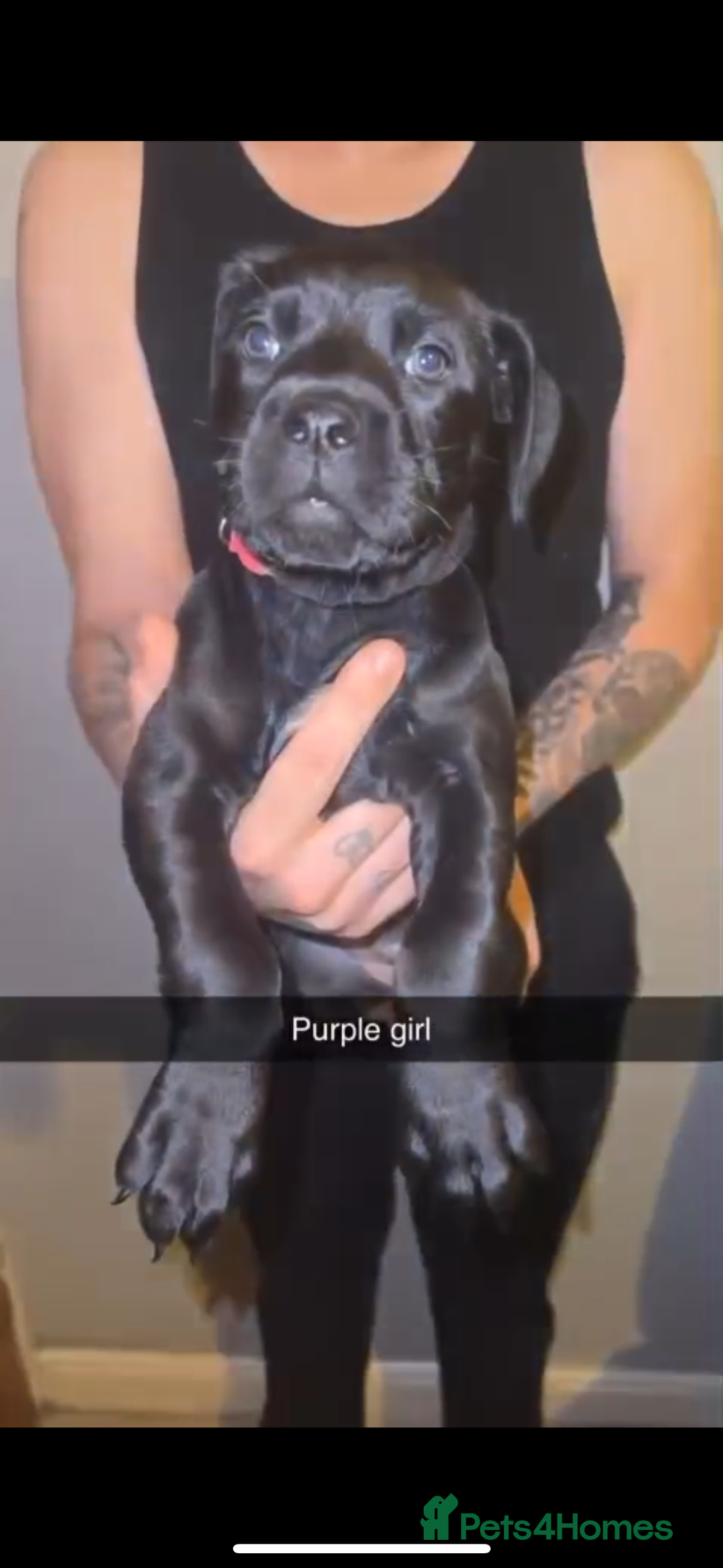 Cane Corso dogs for sale: Cane Corso Puppies - 4 Females & 1 Male, Ready Now - Image 5