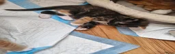 Mixed Breed cats for sale: Cute kitties are looking for a new home 🐈‍⬛ - Advert 16