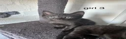 Mixed Breed cats for sale: 2 black kittens looking for their forever home in Coventry - Advert 3