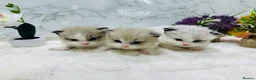 Ragdoll cats for sale:  Tica registered full pedigree ragdolls - Advert 1