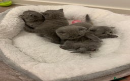 British Shorthair cats for sale: Gccf reg blue bsh kittens  - Image 4
