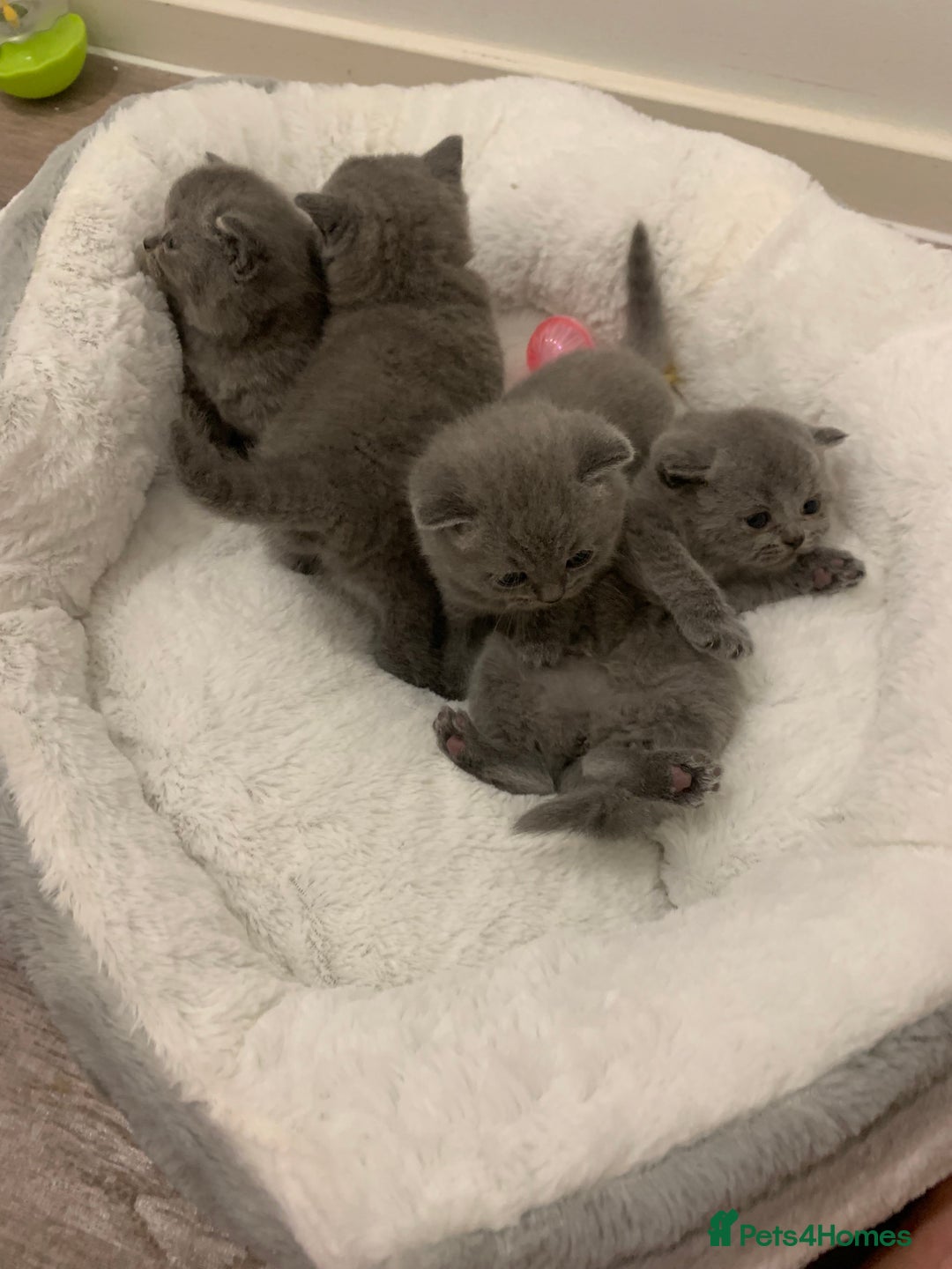 British Shorthair cats for sale: Gccf reg blue bsh kittens  - Image 4