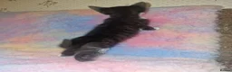 Mixed Breed cats for sale: Kittens Ready Now Longhaired and shorthaired - Advert 11