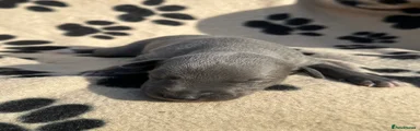 Whippet 7