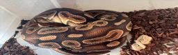 Python Snake reptiles for sale: Collection of Royals  - Advert 2