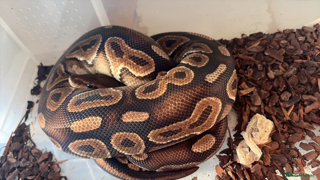 Python Snake reptiles for sale: Collection of Royals  - Advert 2