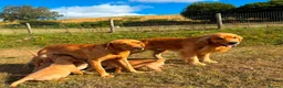 Goldador dogs for sale: Beautiful Goldador Puppies - Advert 2