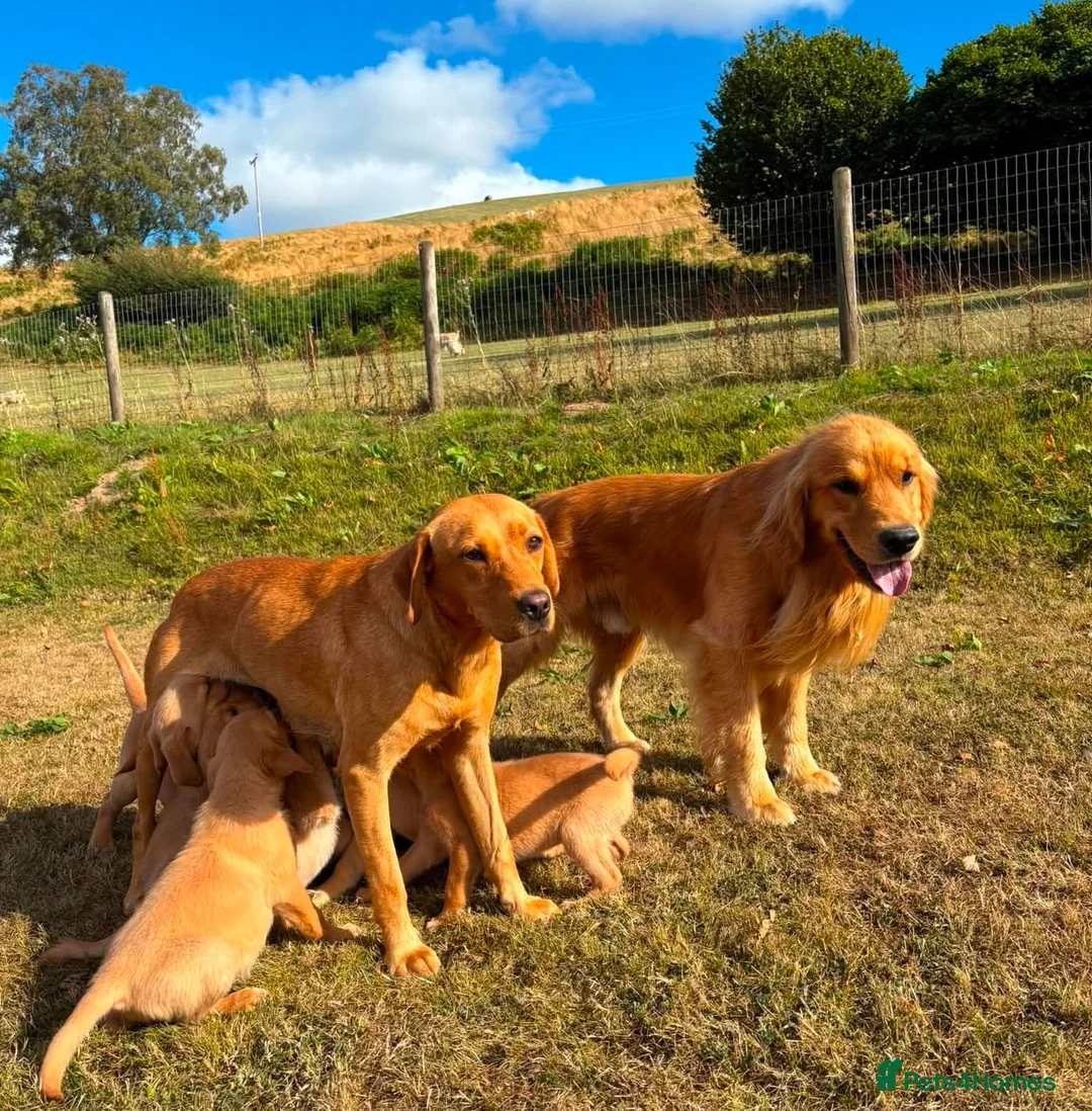 Goldador dogs for sale: Beautiful Goldador Puppies - Advert 2
