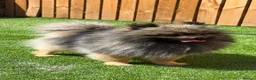 Pomeranian dogs for stud: Stormzy stud only  - Advert 2
