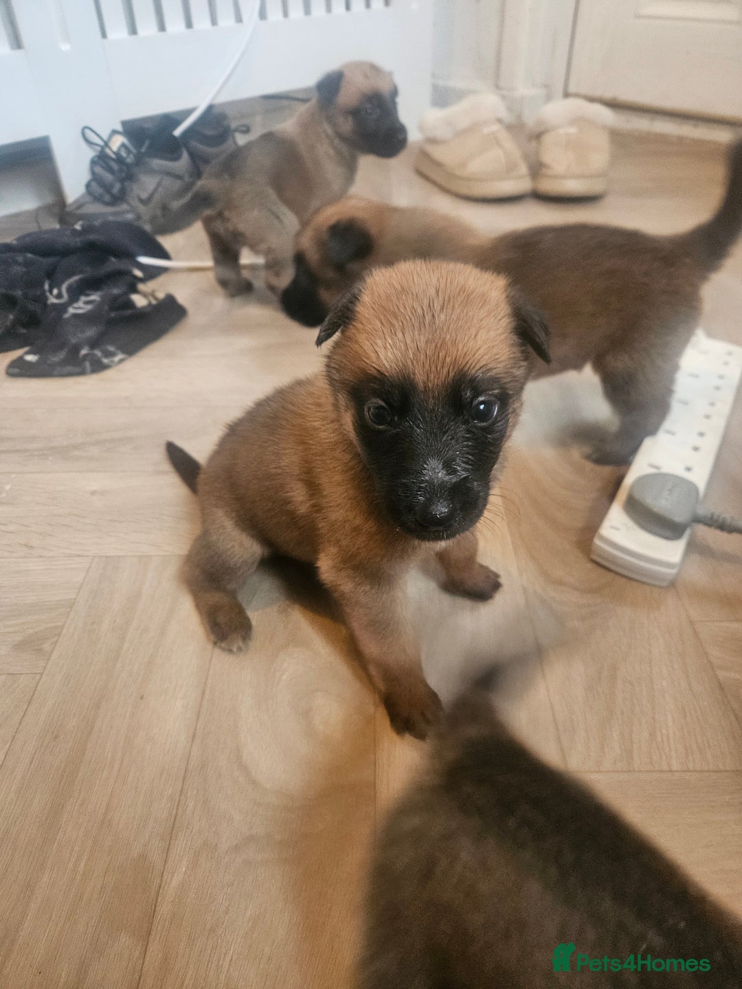 Belgian Shepherd Dog dogs for sale: Belgium Malinos shepard puppys - Image 15