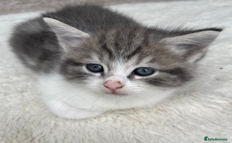 Mixed Breed cats - Advert 4