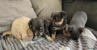 Chihuahua dogs - Advert 4