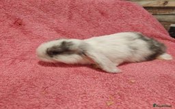 Mini Lop rabbits for sale: Pure Bred Mini Lops DOB 18/8/25 - Image 4