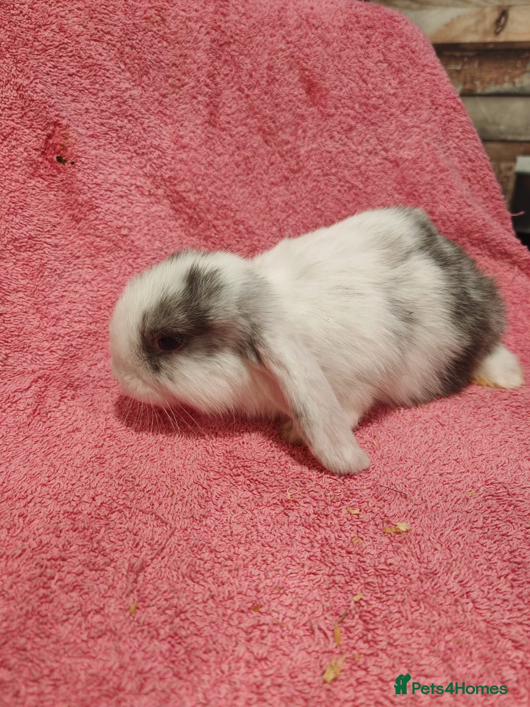 Mini Lop rabbits for sale: Pure Bred Mini Lops DOB 18/8/25 - Image 4