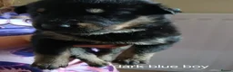 Mixed Breed dogs for sale: Shepweiler puppies  in Blaydon-on-Tyne - Advert 13
