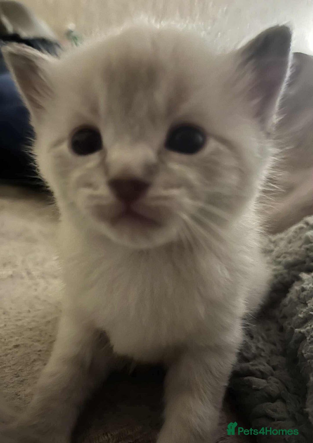 Ragdoll cats for sale: Stunning Rgdoll mix kittens !!!  - Image 11