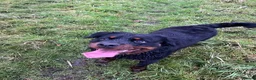 Rottweiler dogs for sale: Rottweiler Puppies For Sale - Advert 2