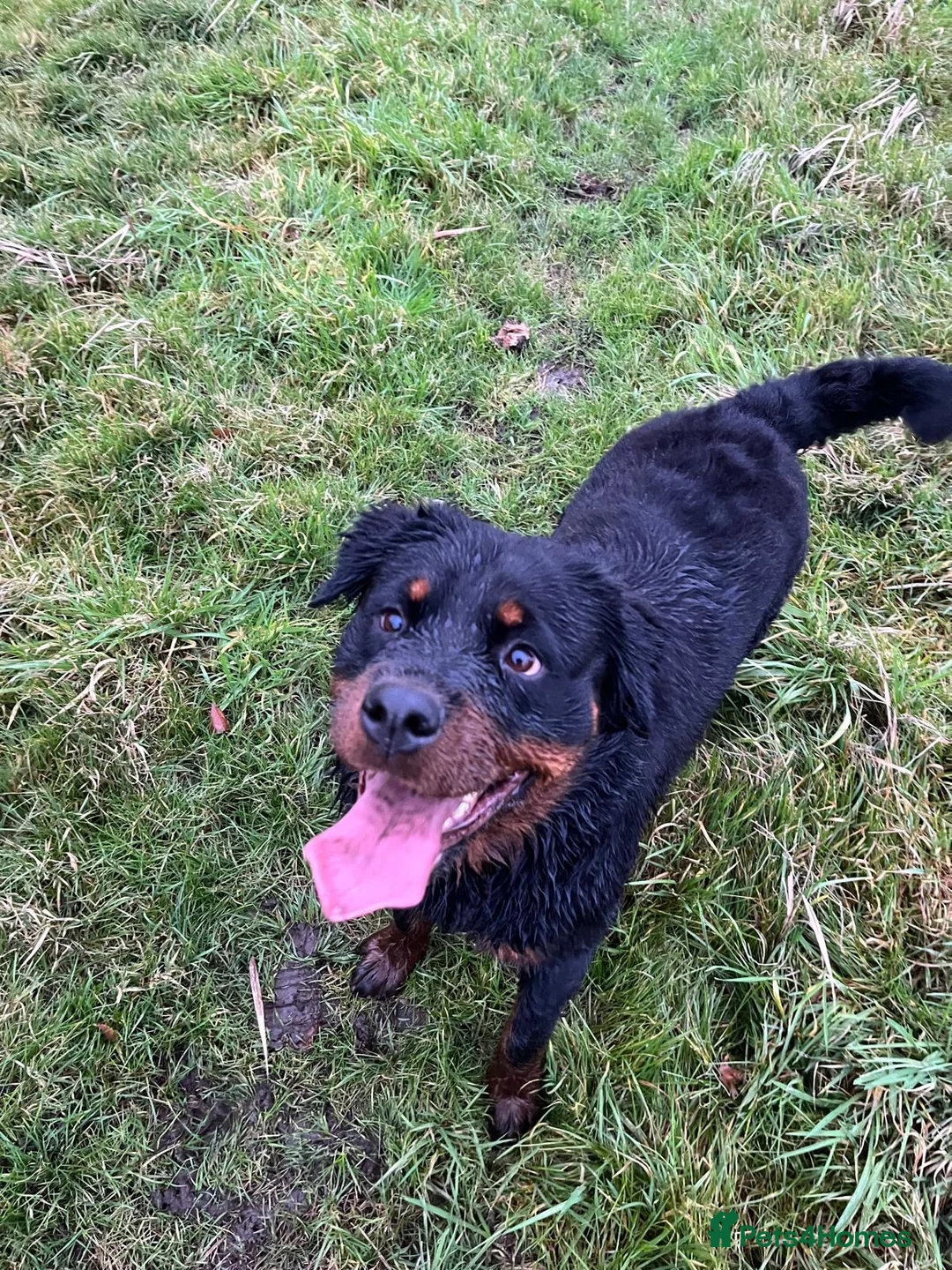 Rottweiler dogs for sale: Rottweiler Puppies For Sale - Advert 2