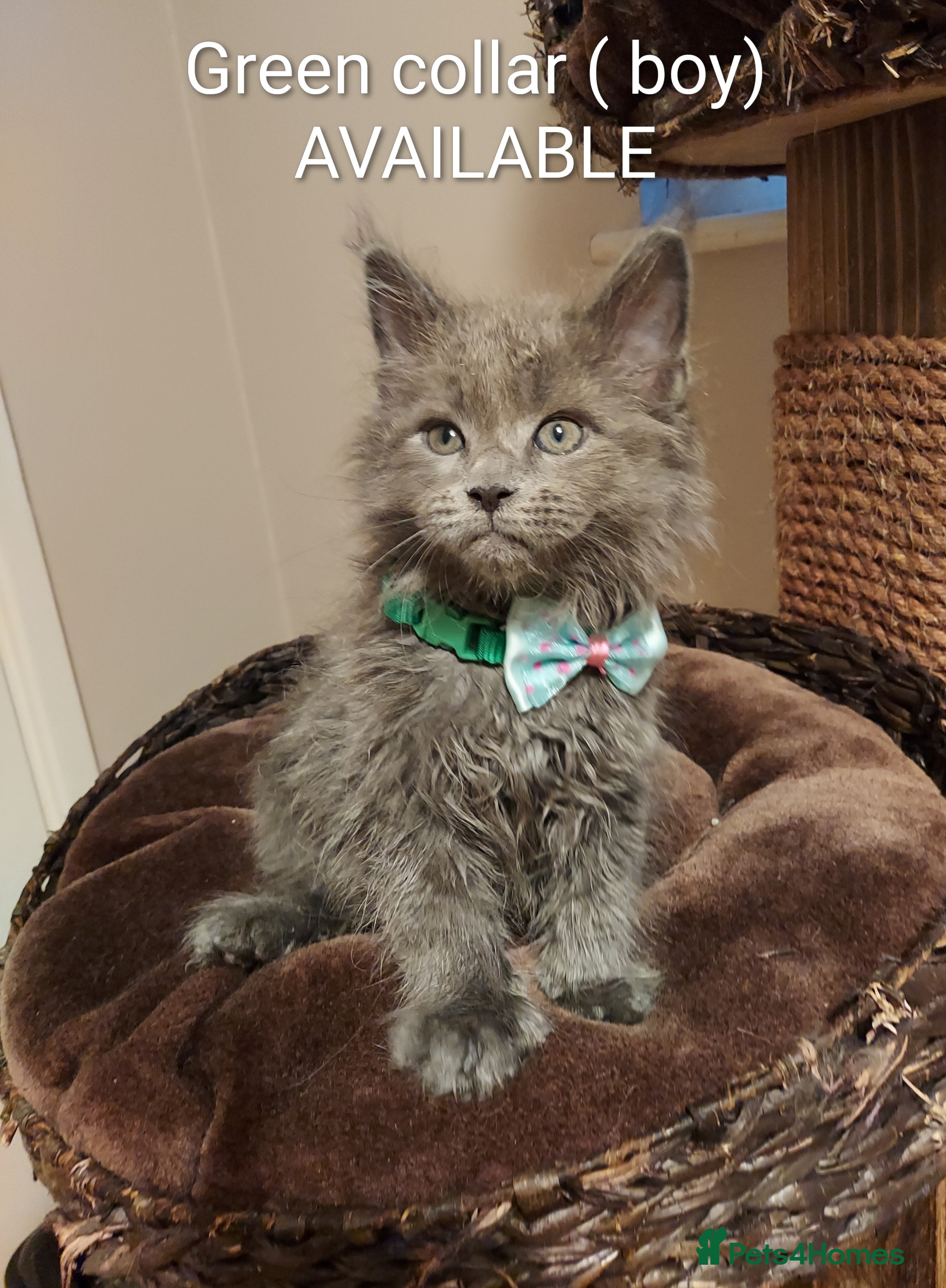 Maine Coon cats RARE COLOURS!!! MAINE COON KITTENS/DNA/GCCF  - Advert 1