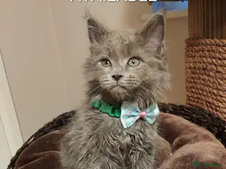 Maine Coon cats RARE COLOURS!!! MAINE COON KITTENS/DNA/GCCF - Advert 1