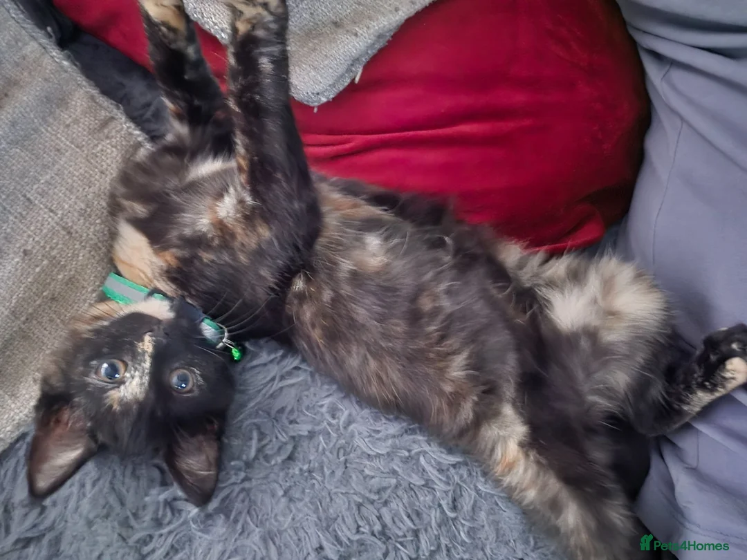 Mixed Breed cats for sale: Maine coon cross  - Advert 9
