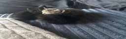 Mixed Breed cats for sale: 2 male kittens  - Advert 9