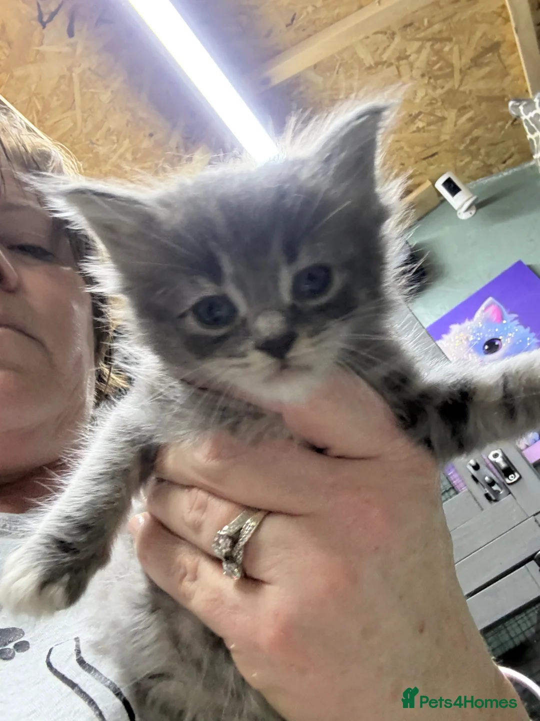 Maine Coon cats for sale: Mainecoon  - Advert 12