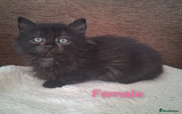 British Shorthair cats for sale: 5 Bonnie Kittens ready now  - Image 5