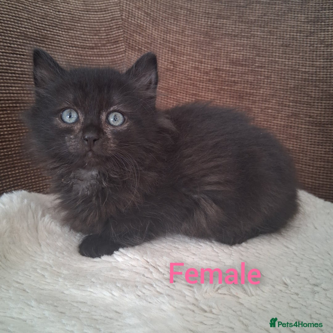 British Shorthair cats for sale: 5 Bonnie Kittens ready now  - Image 5