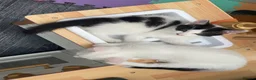 Domestic Shorthair cats for sale: Beautiful brother kittens - Advert 9
