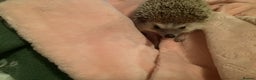 Pygmy Hedgehog rodents for sale: Beautiful little boy soft nature.Full pedigree. - Advert 5