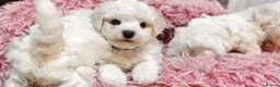 Bichon Frise dogs for sale: Sweet Bichon Frise puppies- Champion Bloodline  - Advert 3