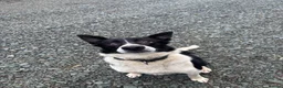 Border Collie dogs for sale: Lovely border collie  in Betws-y-Coed - Advert 2