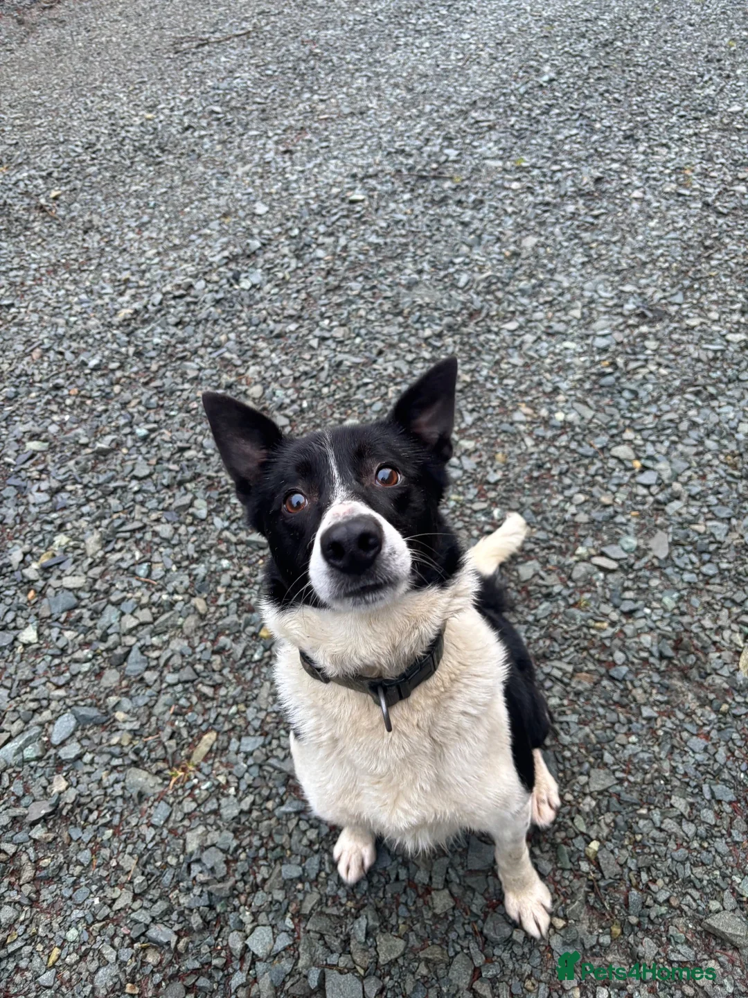 Border Collie dogs for sale: Lovely border collie  in Betws-y-Coed - Advert 2