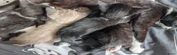 Domestic Shorthair cats for sale: Beautiful little kittens  in Middlesbrough - Advert 4